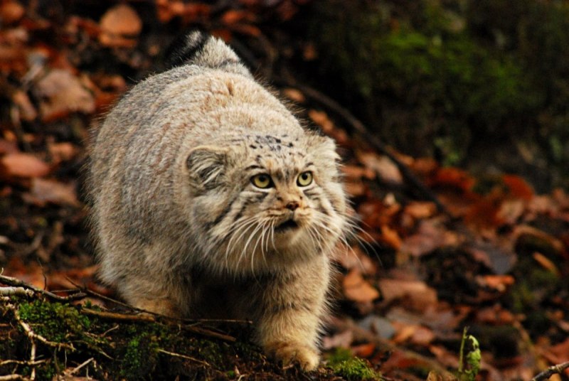 Сибирская кошка Манул