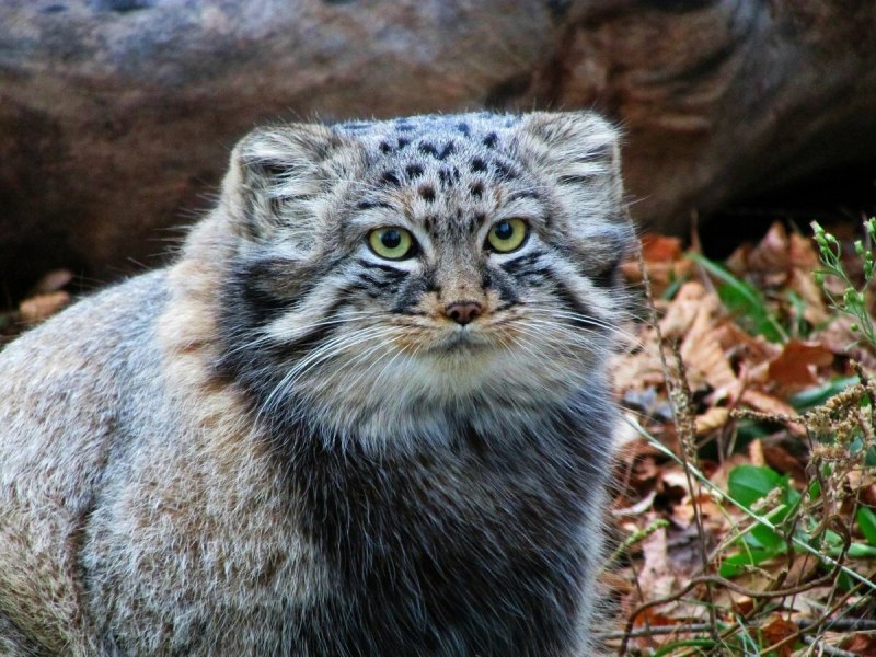 Манул альбинос