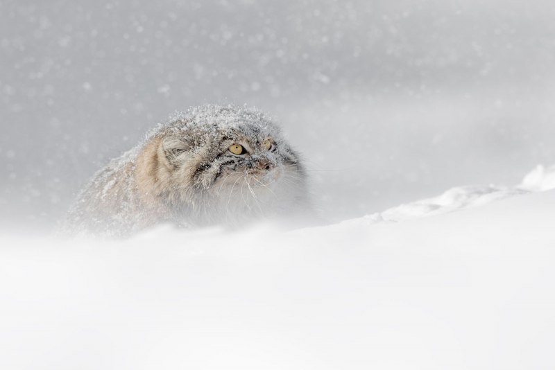 Кот Манул в снегу