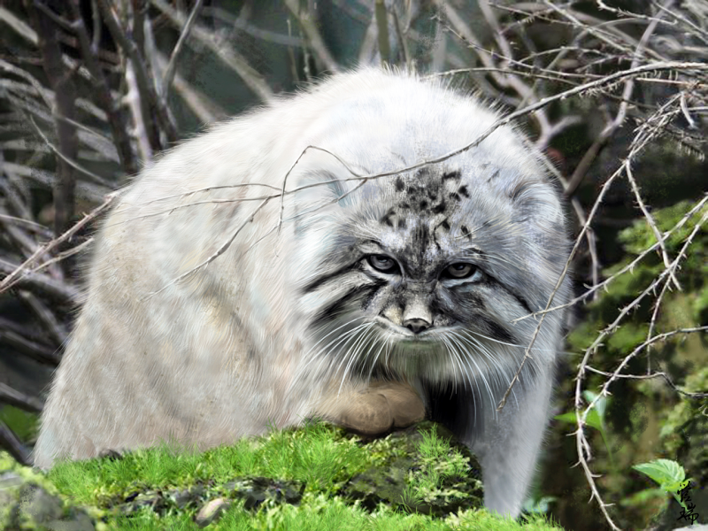 Дальневосточный кот Манул