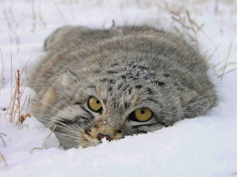 Дикий кот Манул Забайкалье