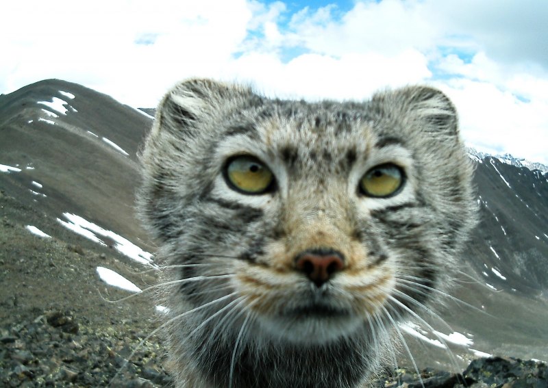 Краснокнижные животные Новосибирского зоопарка