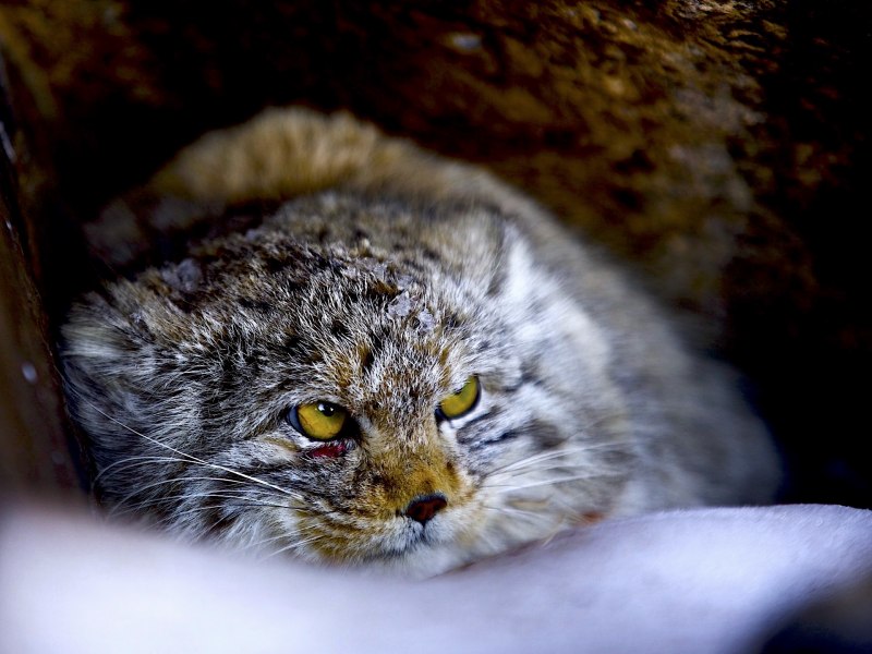 Лесной кот Манул