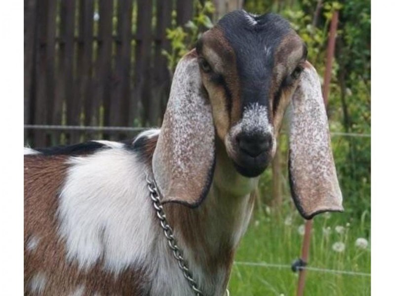 Нубийские козы