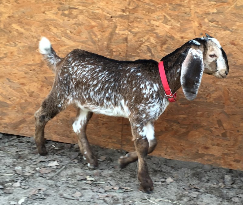 Козы нубийской породы