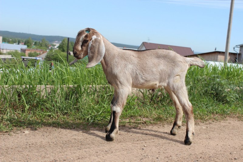 Нубийские козы Родина