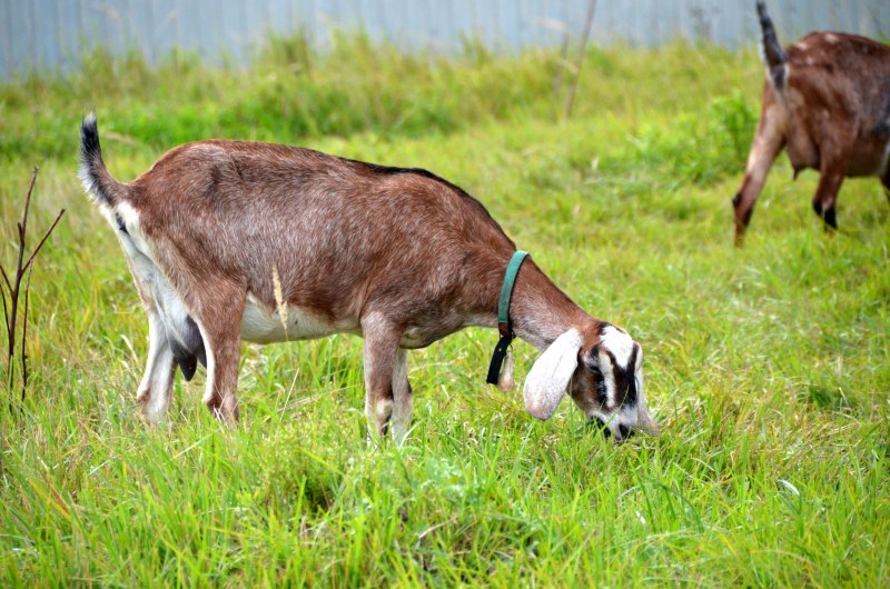 Нубийские козы нубийская коза вместе