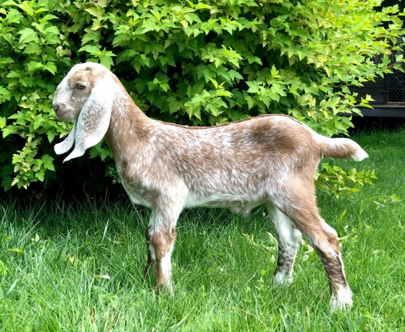 Породанубийские козлы