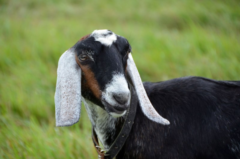 Козы нубийской породы