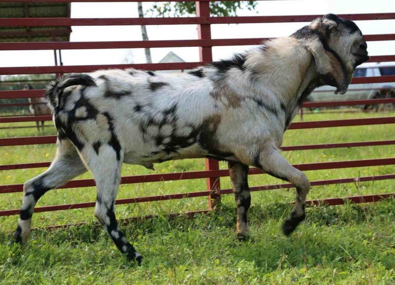 Нубийская порода Козлов