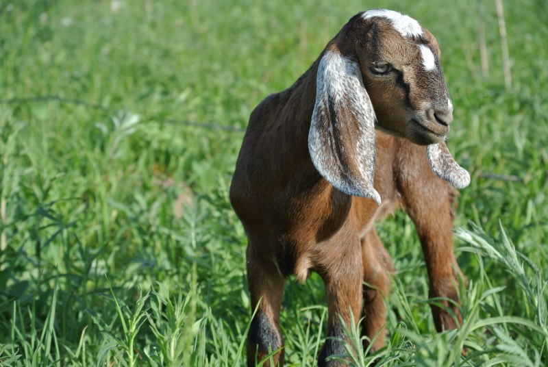 Нубийские козы