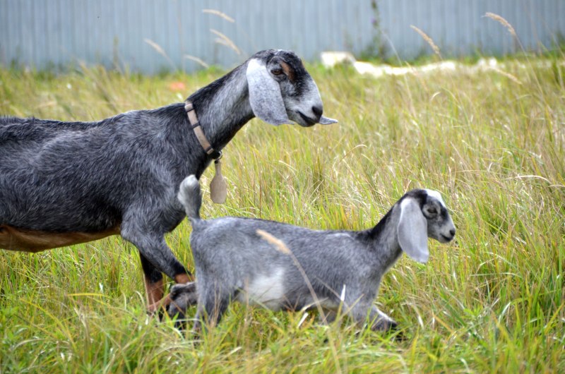 Нубийские козы окрас Павлин