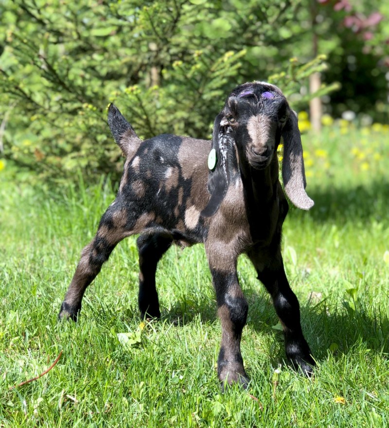 Англо-нубийские козы