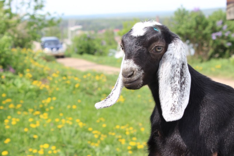 Нубийские козы