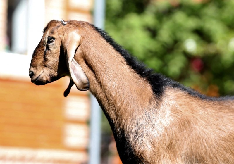 Англо-нубийские козы