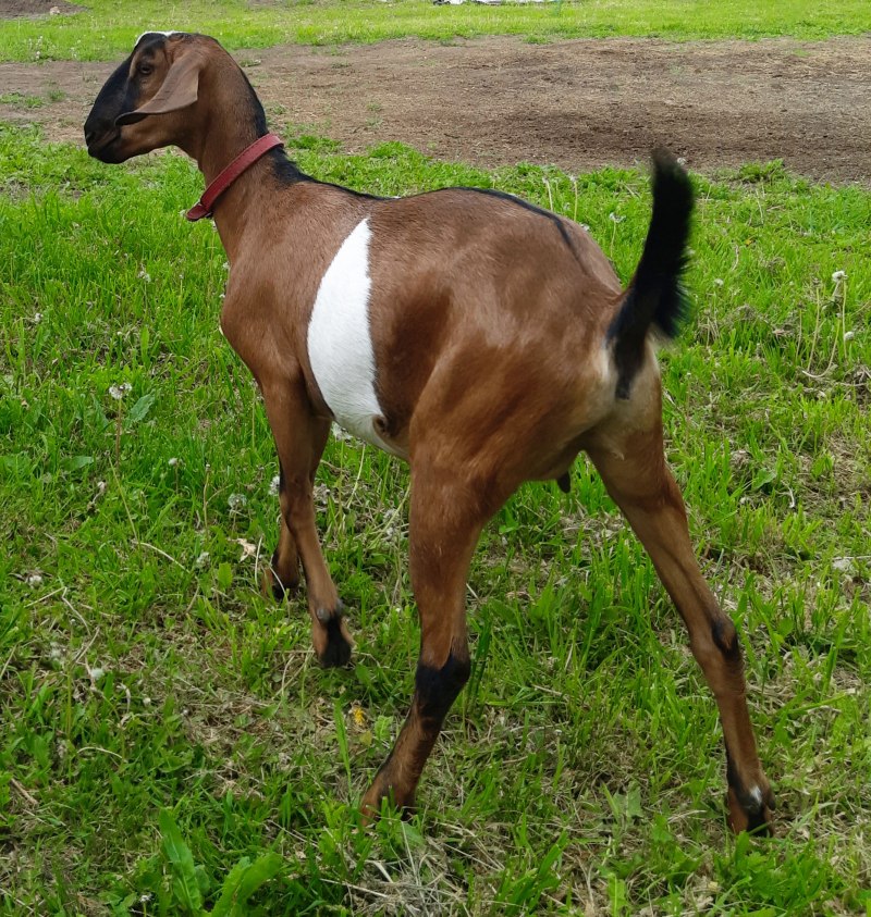 Козы англо-нубийской породы