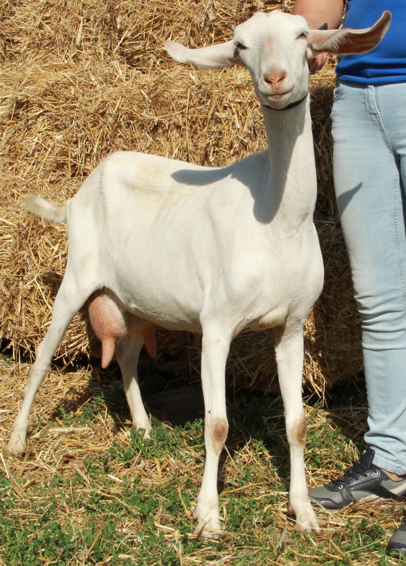 Англо нубийская коза экстерьер