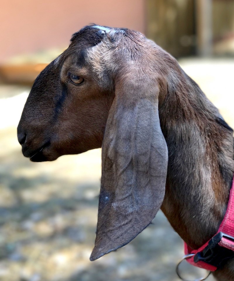 Нубийская порода Козлов