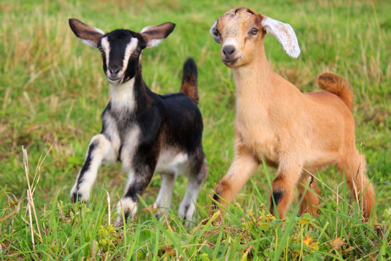 Козлята нубийцы