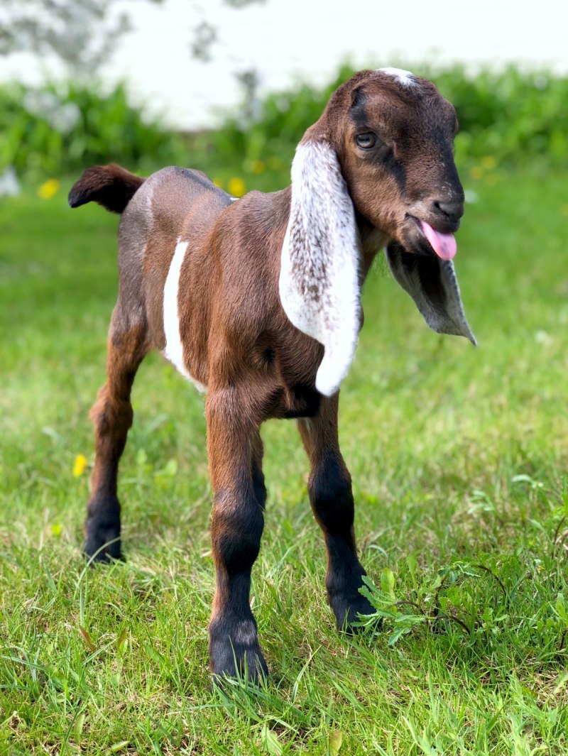 Козы нубийской породы