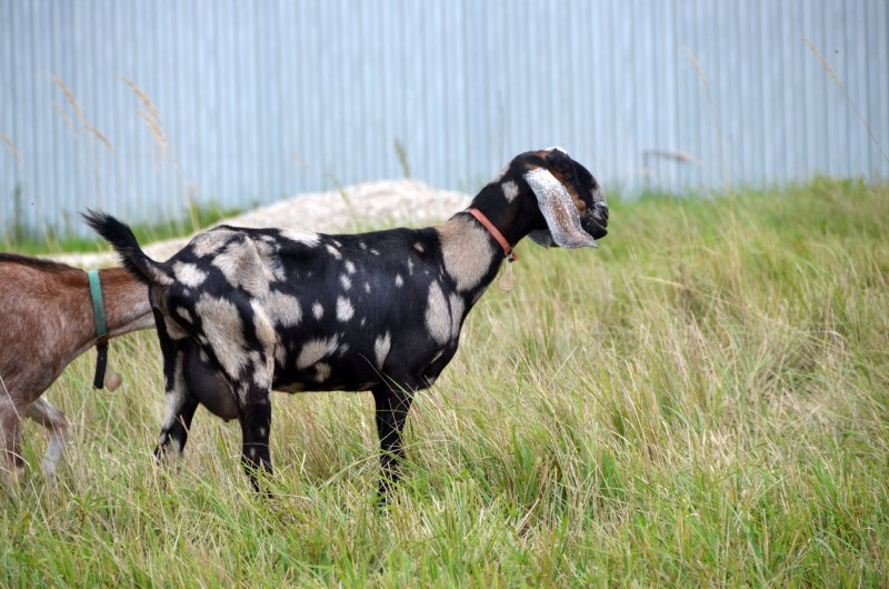 Англо нубийский козел