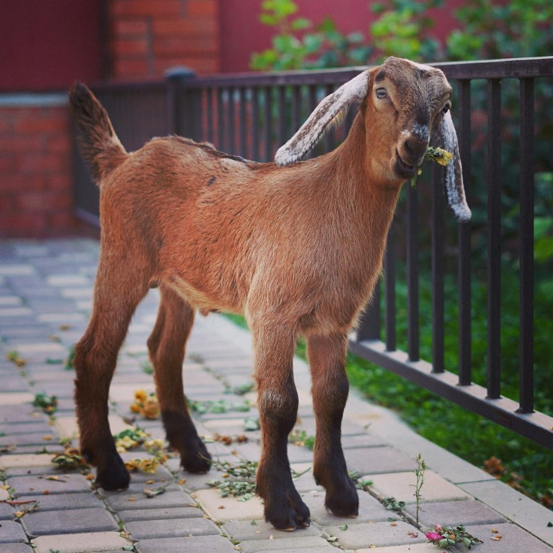 Англо-нубийские козы