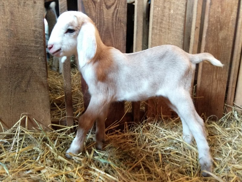 Вислоухие козы нубийский