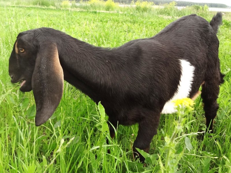 Порода коз нубийской породы