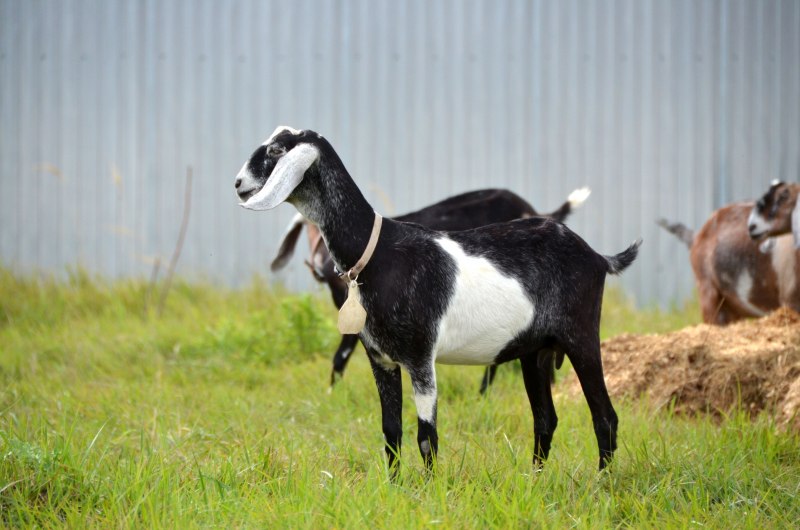 Нубийская коза белая