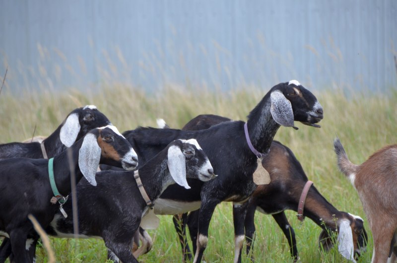 Англо-нубийские козы