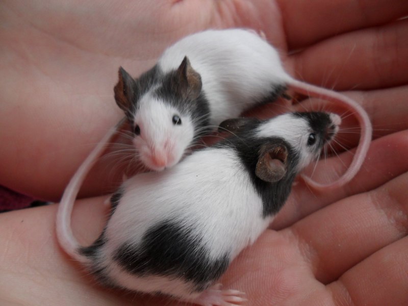 Пальмовая крыса