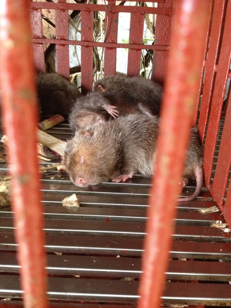 Камышовая крыса декоративная