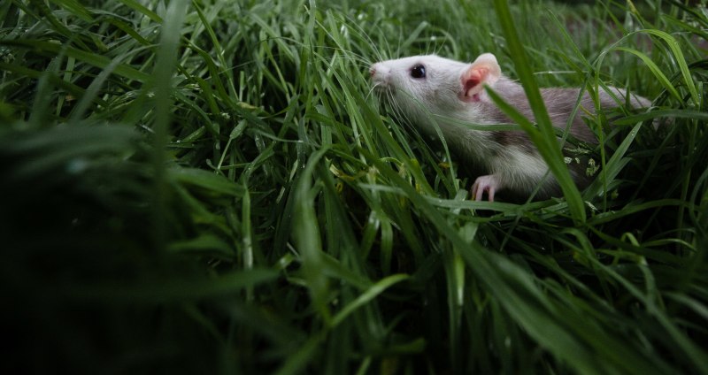 Бамбуковая крыса в природе