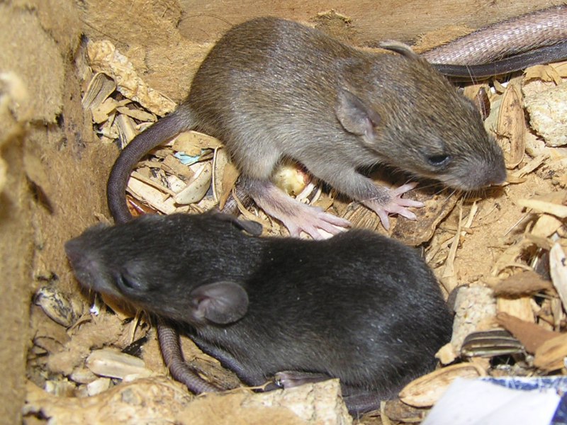 Серая крыса (Пасюк) - Rattus norvegicus.