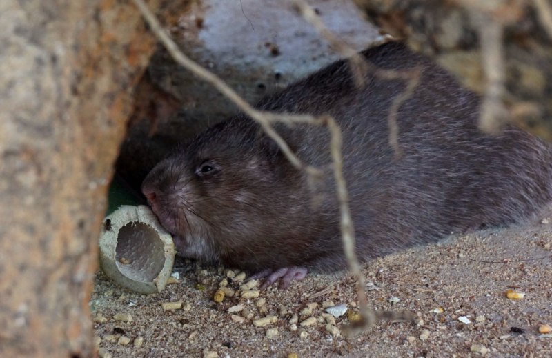 Малая бамбуковая крыса