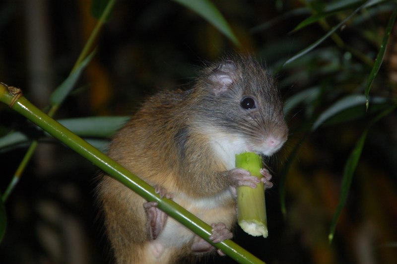 Бамбуковая крыса китайская