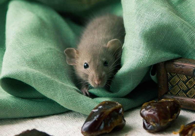 Эфиопская бамбуковая крыса