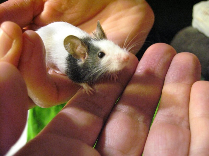 Декоративная крыса Пасюк