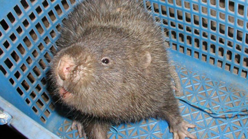 Малая бамбуковая крыса