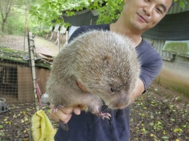 Бамбуковая крыса китайская