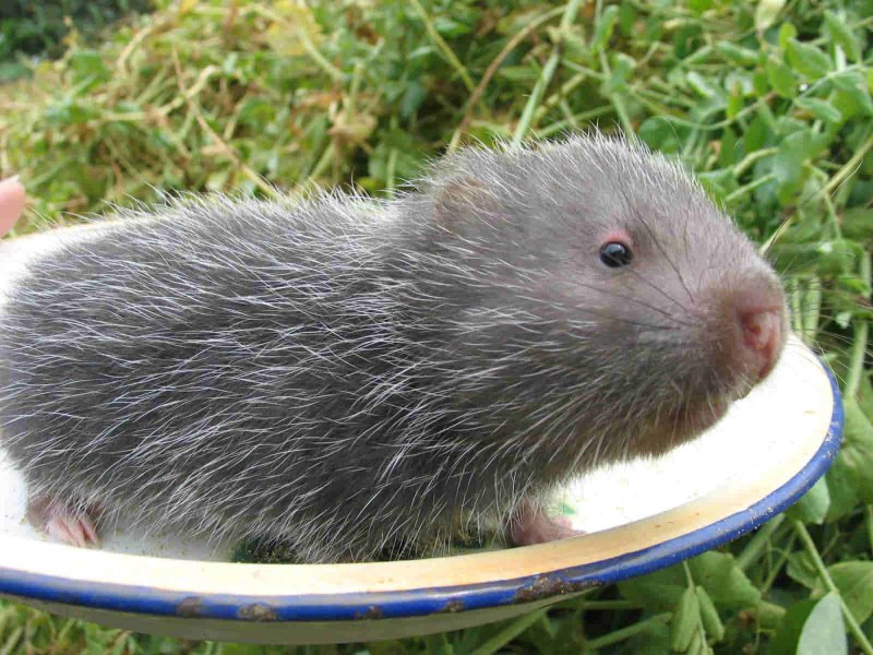 Бамбуковая крыса китайская