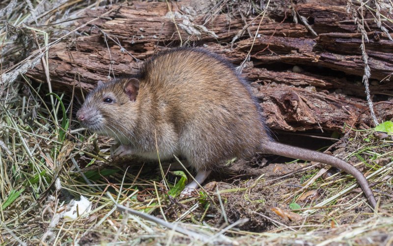 Крыса бамбуковая гигантская