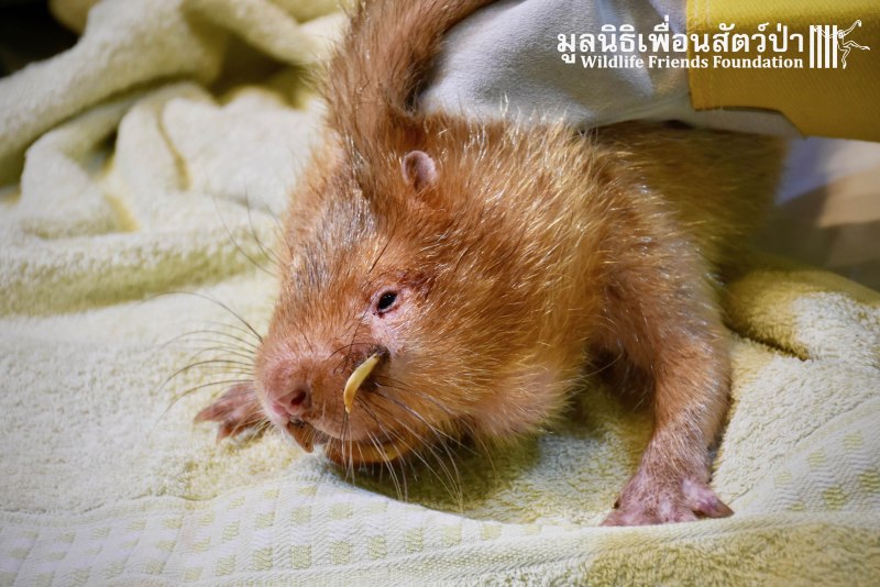 Малая бамбуковая крыса