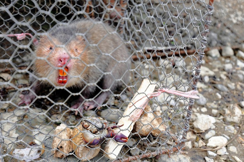 Эфиопская бамбуковая крыса