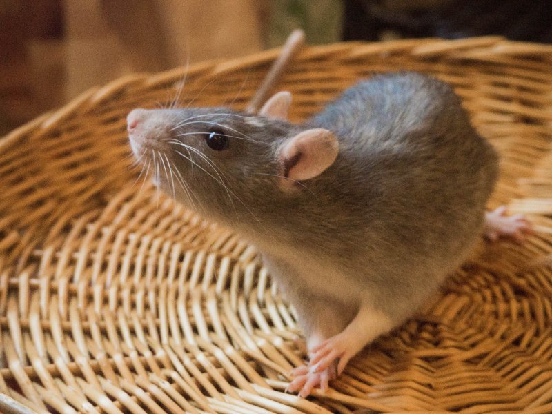 Крыса фото Дикая
