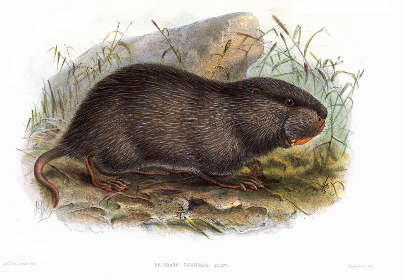 Азиатская Лесная мышь