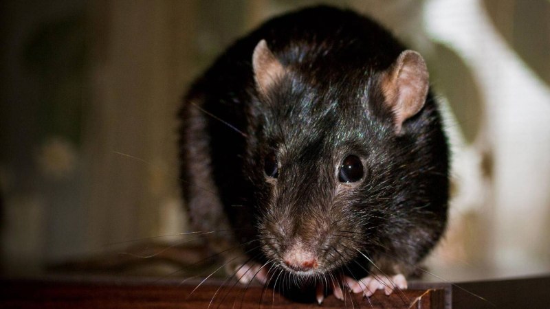 Rhizomys pruinosus крыса