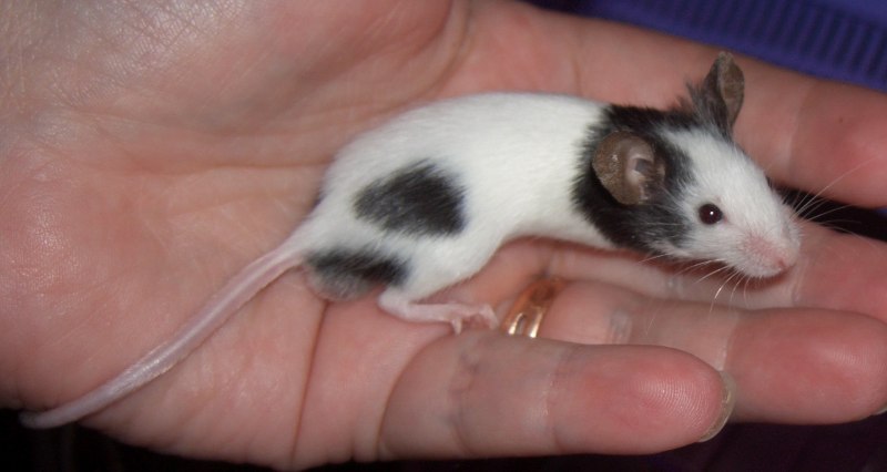 Rhizomys pruinosus крыса