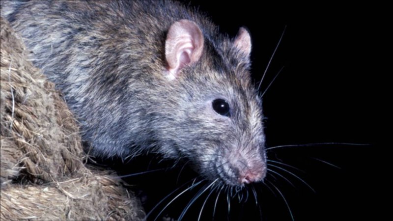 Кенгуровая крыса рисунок