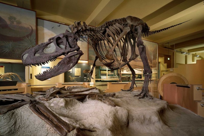 Альбертозавр размер